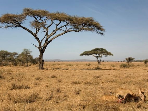 Climat. Savane jaune.jpg