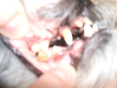 Les dents de Mr. Félix, 11 avril 2010 côté gauche
