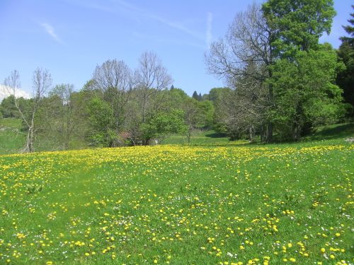 Printemps dans le Jura