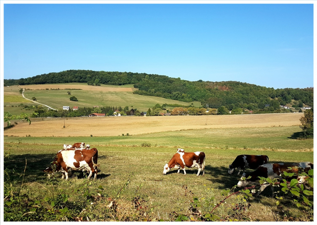 Vaches dans le champ