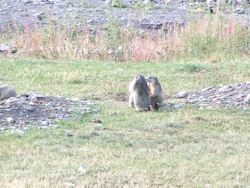 Aigue Agnelle : marmottes
