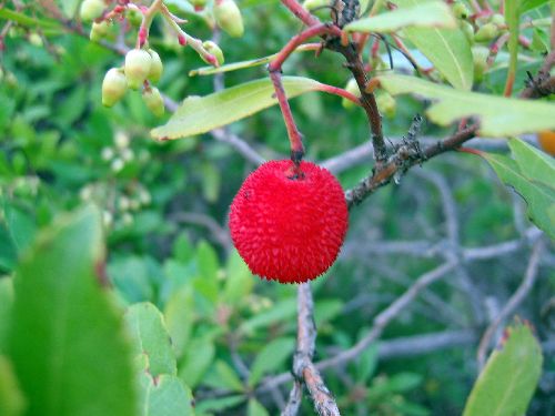 Arbouse, fruit mur