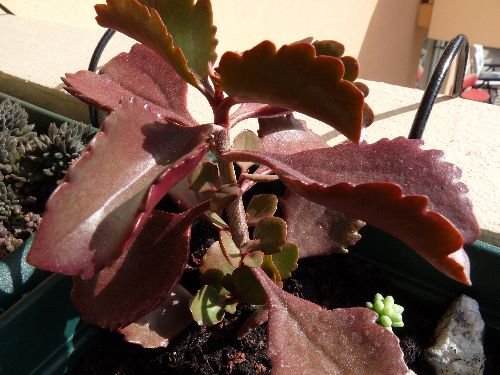  Kalanchoe sexangularis