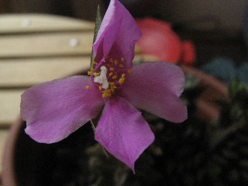 Annacampseros rufescens en fleur