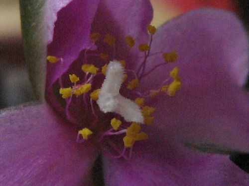 Annacampseros rufescens en fleur