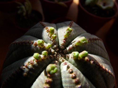 Euphorbia obesa en fleur