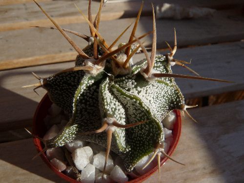 Astrophytum ortatum