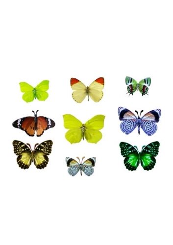 papillon coloré