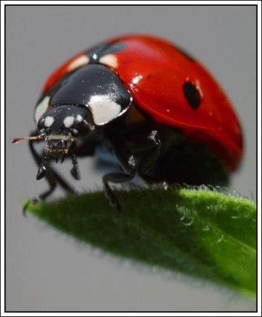 coccinelle rouge