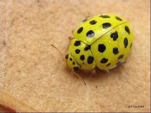 coccinelle jaune