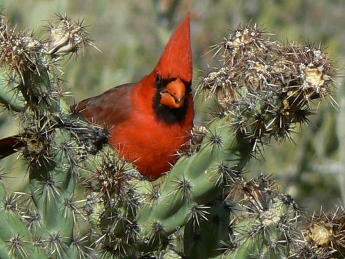 le Northern Cardinal (mâle)