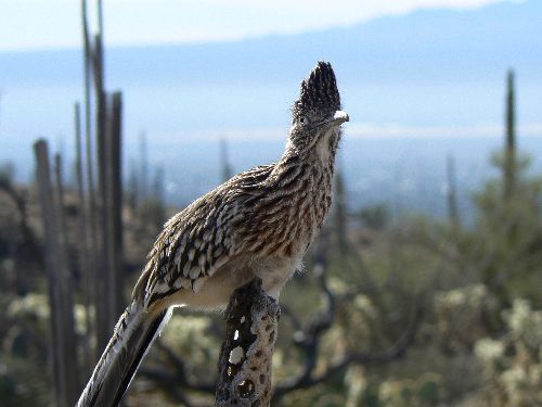 le roadrunner