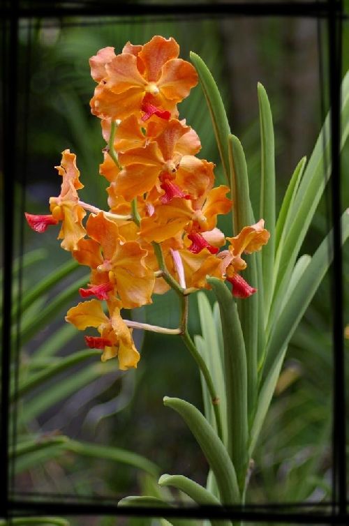 Vanda teres - orchidacées