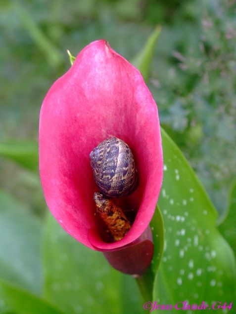 Ah ! L'escargot, quelle drôle de petite bête...