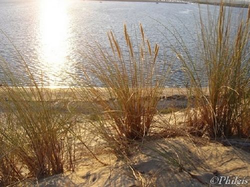 En juillet, le roseau des sables, se couvre d’épis mûrs et dorés. Cette espèce est commune mais indispensable à la survie des dunes.
