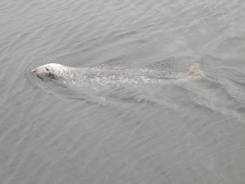 visite dans le port d\'Ullapool