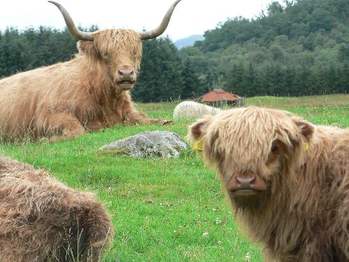 Les Higlands en famille