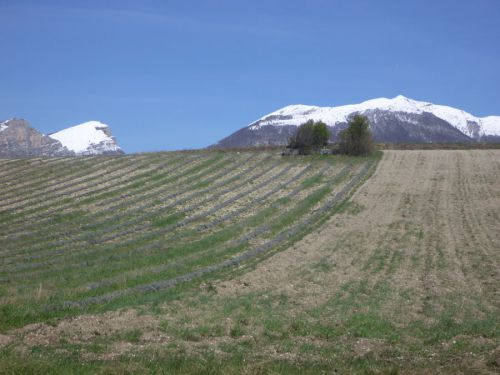 La lavande sous l'oeil enneigé du Veyou des Trois becs et du Grand Ferrand