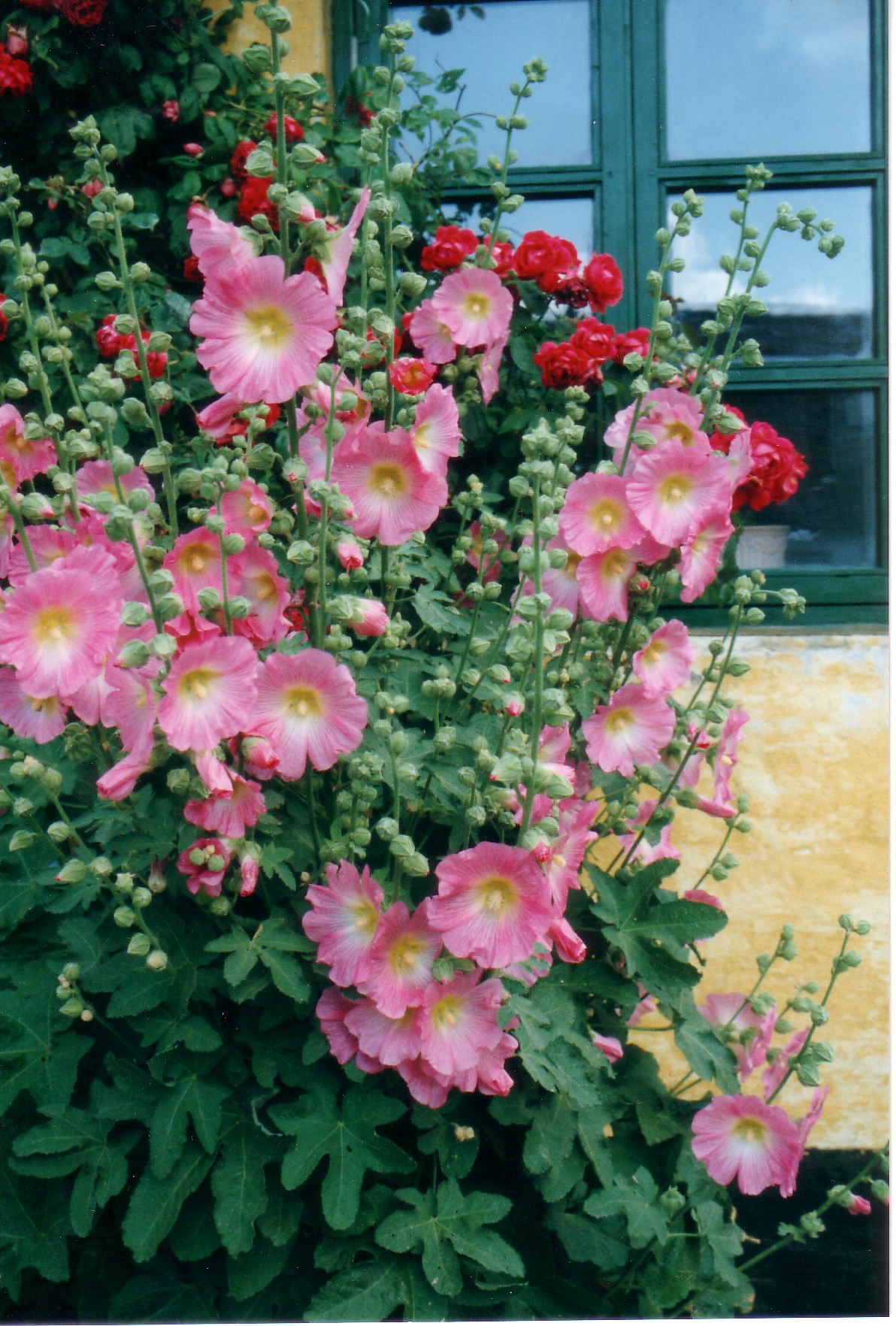 Roses trémières à Ebeltoft.jpg