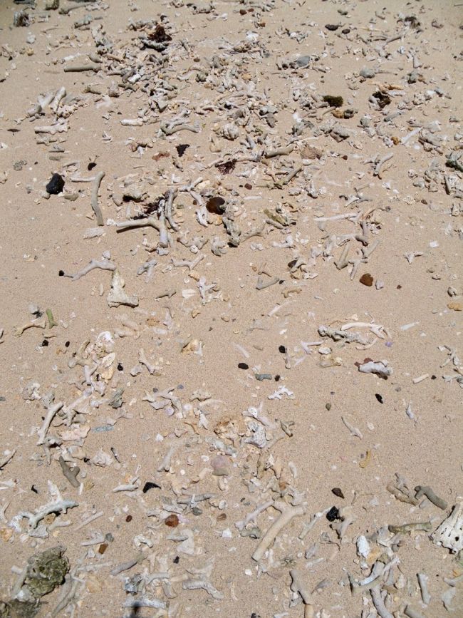 Reste de corail échoué sur la plage