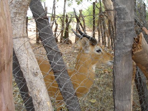 Biche en cage