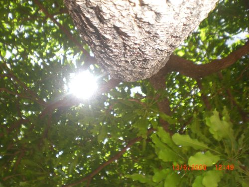 Soleil à travers le feuillage