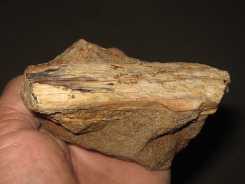 Bois fossile trouvé sur le site 63