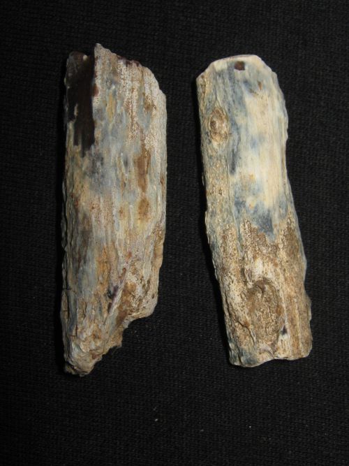 Bois fossile trouvé sur le site 63