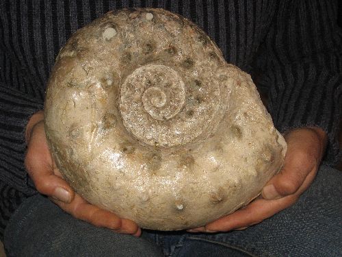Ammonite trouvée dans le Lot ,espèce : ..........................?