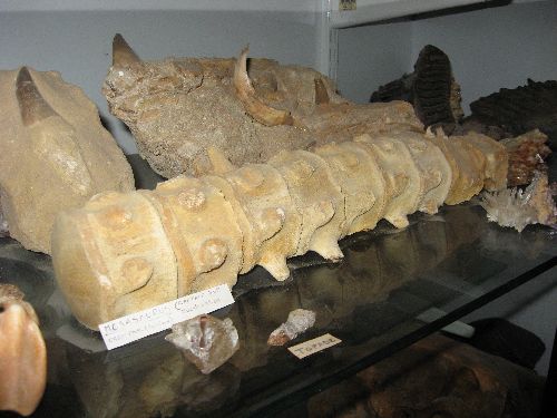 Neuf  vertèbres de Mosasaure trouvées a  Maestrich (Crétace sup)