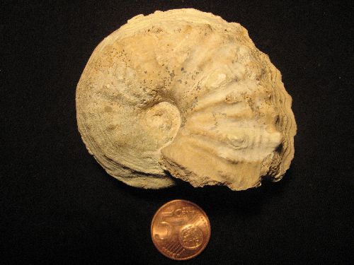 Ammonite  trouvée dans le Poitou (......................................................................)
