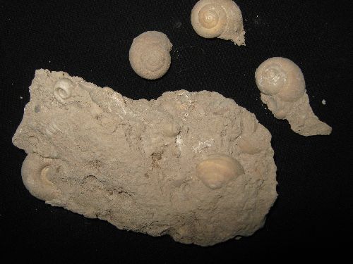 escargot du miocene de alcala del roucar ,espagne