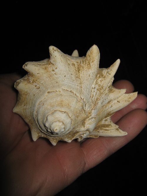 Bordelais (Miocène ) Mélongéna Cornuta
