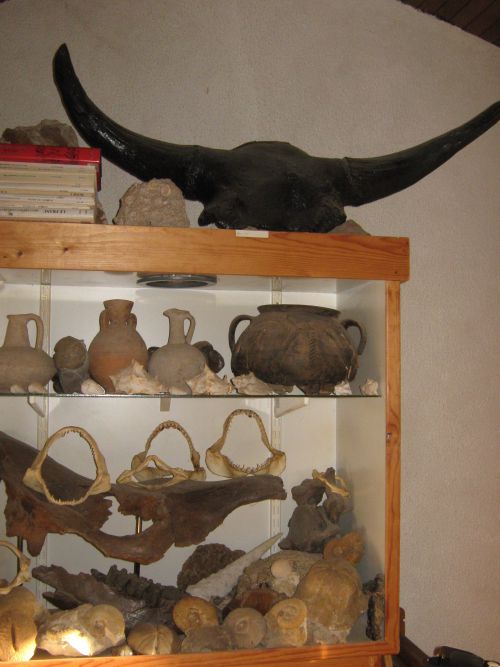 Bison priscus ,crane de coélodonta antiquitatis (rhinocéros laineux ) ,poterie romaine et médiévale et fossiles divers      