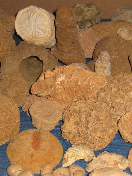 Fossiles du Crétacé supérieur trouvés dans les labours du Sarladais  en prospection 