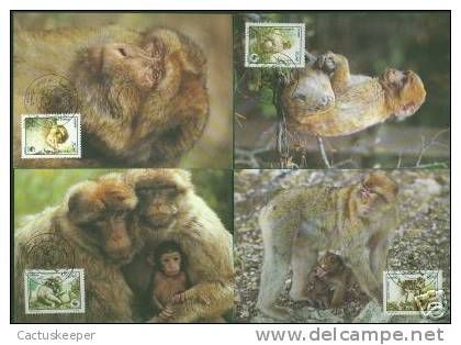WWF : Faune protégée - Le magot (Macaca sylvanus) 1988