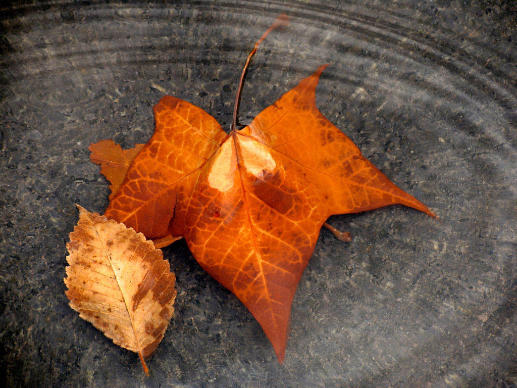 autumn-leaves_stock-_photo1.jpg