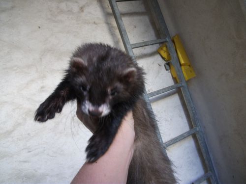 male tru black semi angora 4mois 