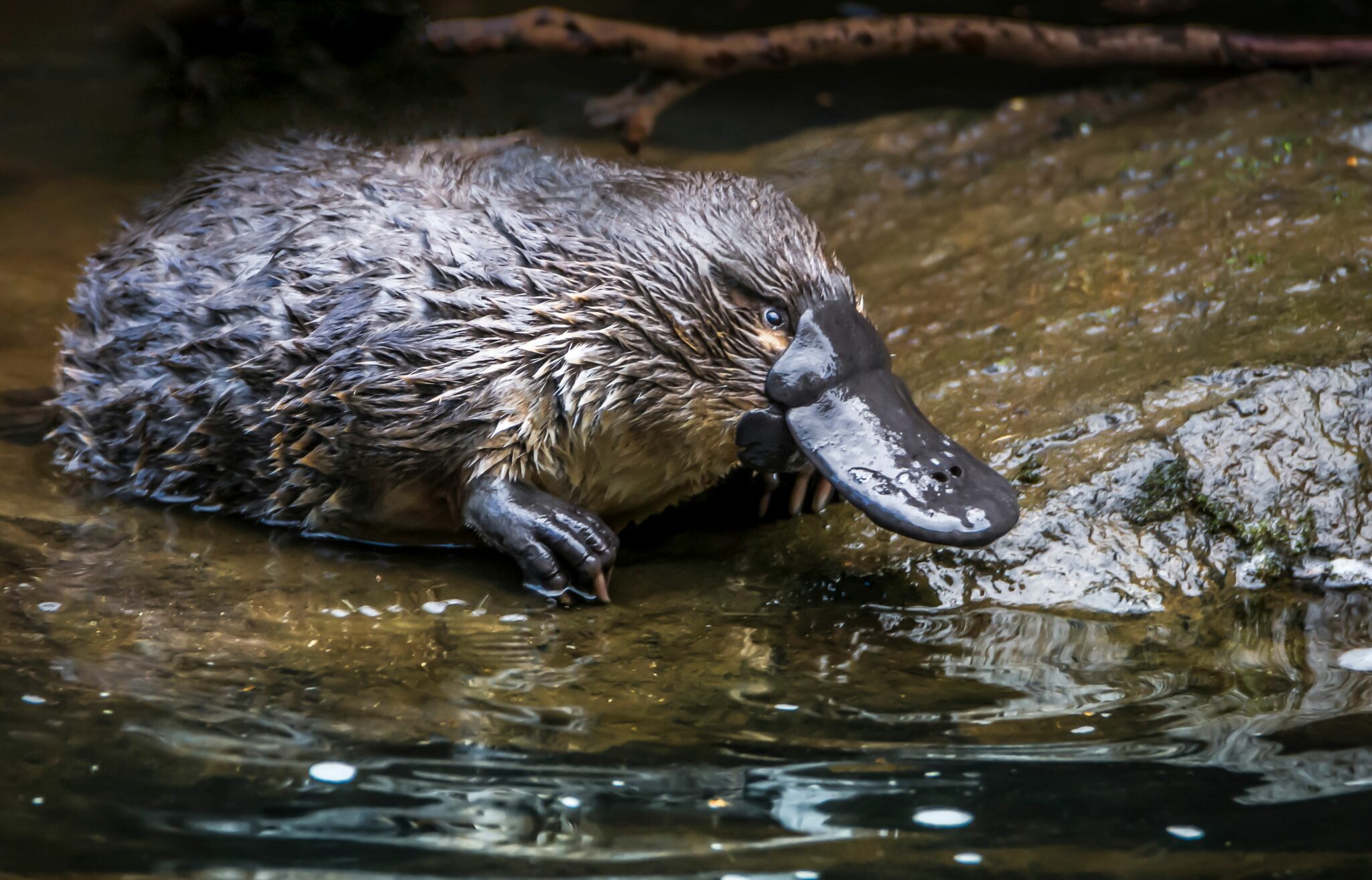 Platypus-1-credit-Ash-Thomson-Photography-2048x1314.jpeg