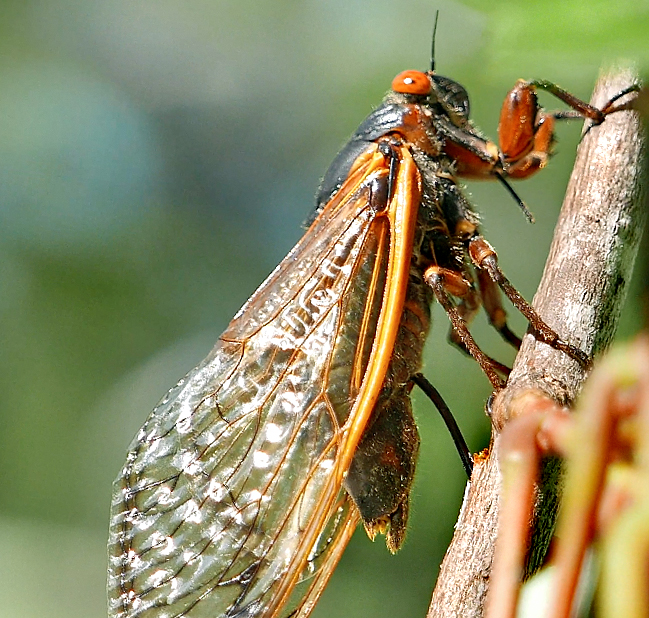 Cicada_depositing_eggs_in_Acer_rubrum_May31.21_MMF.jpg