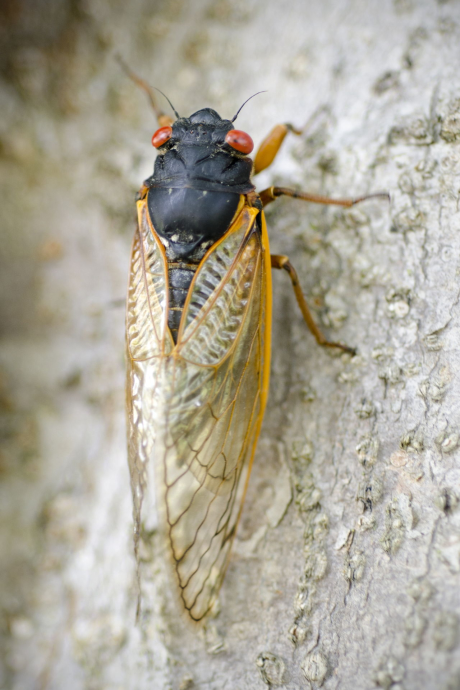 1280-540217886-cicada-on-tree-trunk.jpg