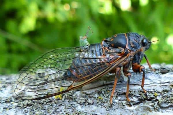 says-cicada-on-a-log.jpg