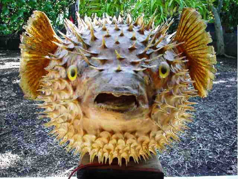 photo-poisson-globe-1240x930.jpg