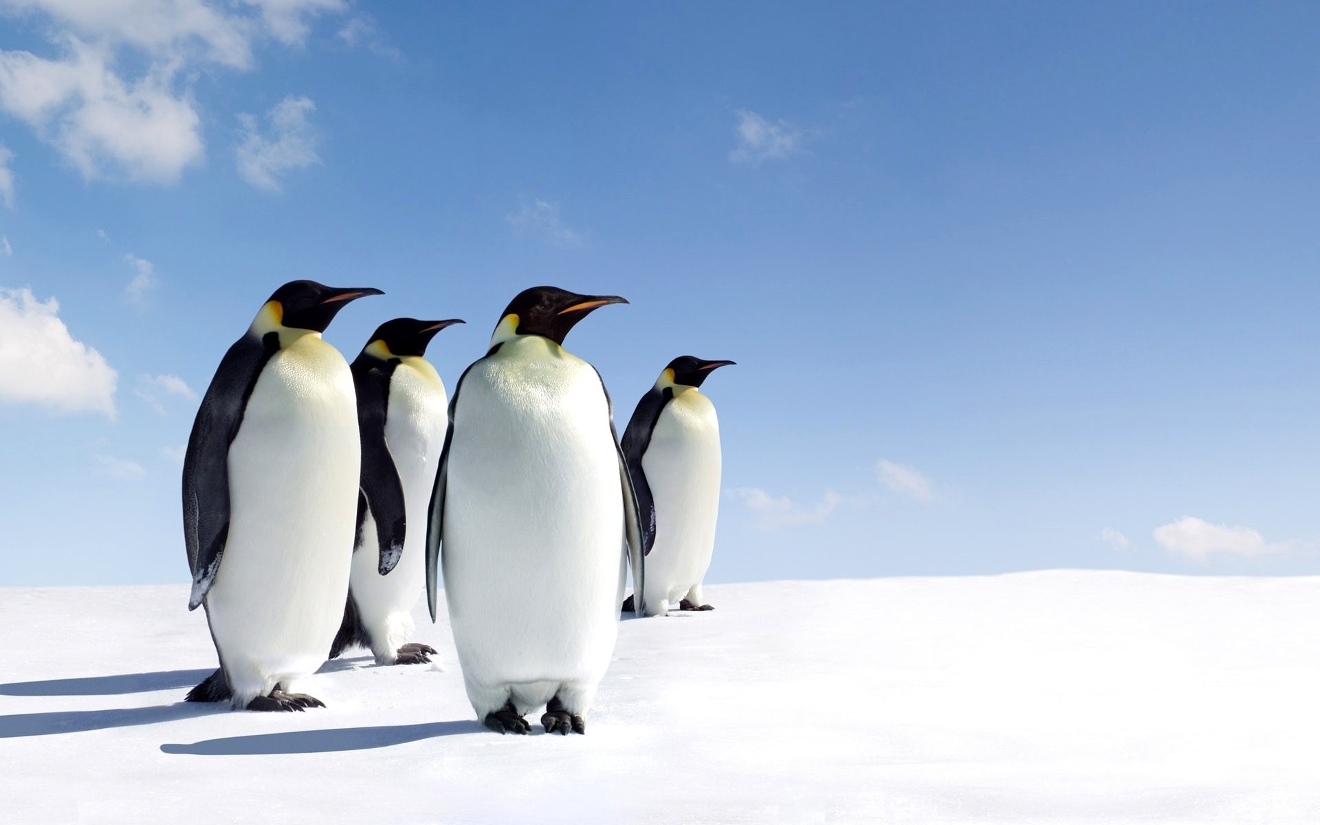 North_Pole_Penguins-Animal_HD_Wallpaper_1920x1200.jpg