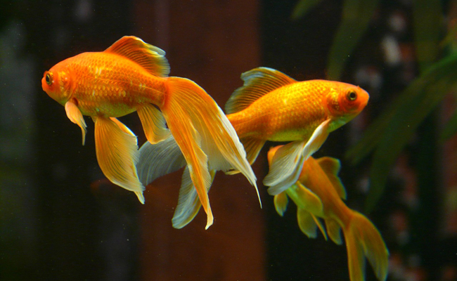 reproduction-poisson-rouge-062801.jpg