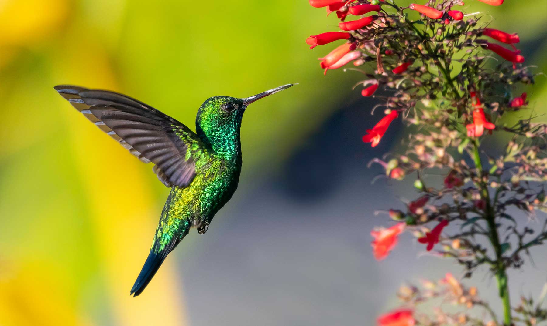 curiosidades-del-colibri.jpg