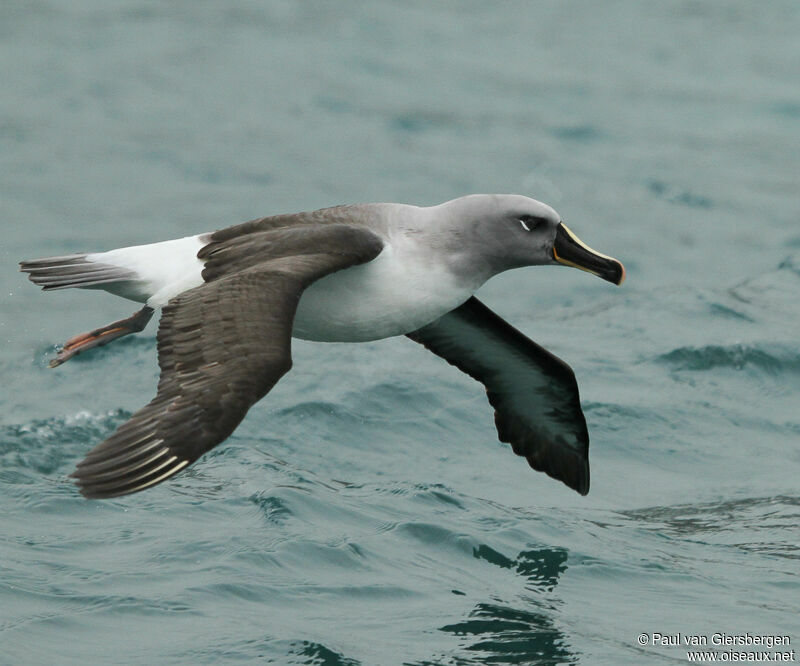 albatros.a.tete.grise.pava.1g.jpg