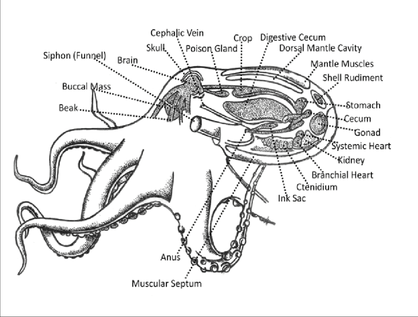 Schematic-representation-of-external-and-internal-body-parts-of-octopus.png