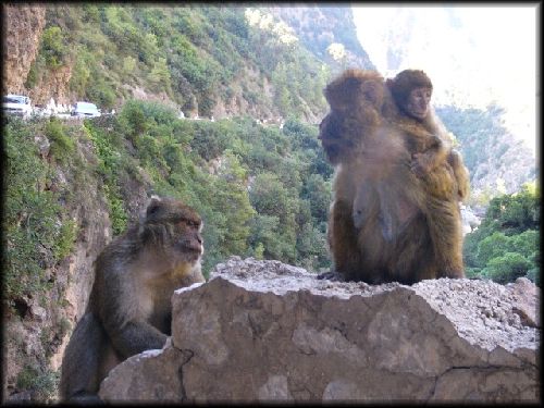 Kherrata (Singes magots dans les Gorges du Chabet El Akhra)