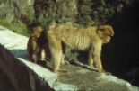 Kherrata (Singes magots sur un parapet dans les Gorges du Chabet El Akhra)